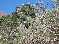 qua Rocca20100328 013